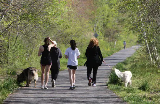 A group of people walking their dogs on a trail.